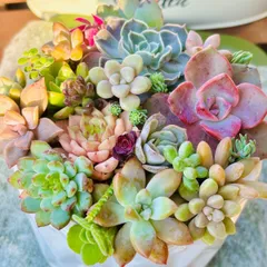 韓国苗入り　カット苗　多肉植物寄せ植え