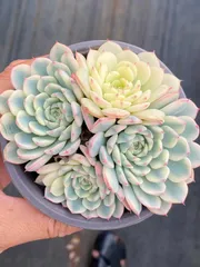 ま*こ様 姫蓮錦C240-C5003-8×35株 抜き苗 多肉植物 エケベリア ま*こ様 姫蓮錦C240-C5003-8×35株 抜き苗 多肉植物 エケベリア ま*こ様