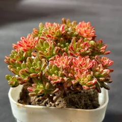 YW42,YW45まゆみ様専用ページ