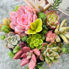 韓国苗入り　カット苗　多肉植物寄せ植え
