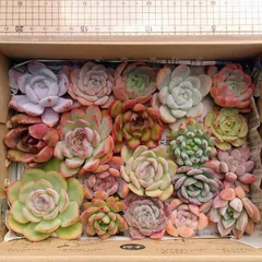多肉植物　寄植え　詰め合わせ　カット苗セット　23
