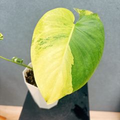 現品］【希少】3番 モンステラ ボルシギアナ オーレア 4号 斑入り 観葉