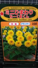ミニ ひまわり ちーくまくん 向日葵 種 ３袋セット