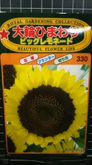 大輪 ひまわり ビッグ レモネード 向日葵 種 ３袋セット