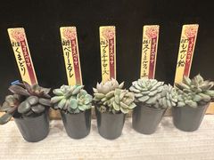 乙女蛍 コキリノさん苗 札なし 抜き苗 - メルカリ