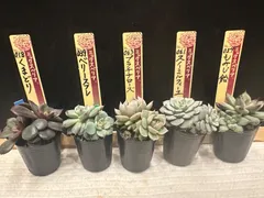 2026年最新】くまどり ミックスベリアの人気アイテム - メルカリ