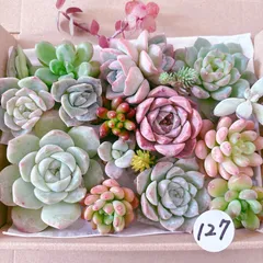 127.124 .132  専用 おまとめです。