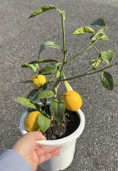 2025年最新】マイヤーレモン苗の人気アイテム - メルカリ