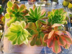 2025年最新】アエオニウムの人気アイテム - メルカリ