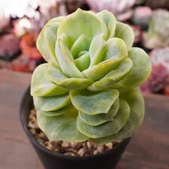 2025年最新】ラブリーローズ錦の人気アイテム - メルカリ