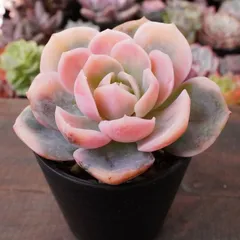 2025年最新】ブルーサプライズ 多肉の人気アイテム - メルカリ