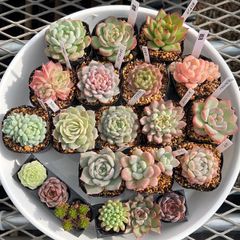 多肉植物 そのまま飾れる寄せ植え❁⃘*.゜5点セット+木製のお家雑貨