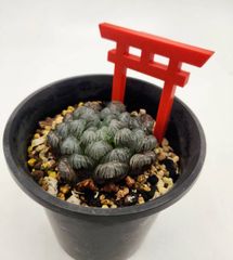 1苗❣️ゼリーオレンジ❣️ランダム配送 カット苗 寄せ植え 多肉植物 1苗❣️ゼリーオレンジ❣️ランダム配送 カット苗 寄せ植え 多肉植物 1苗