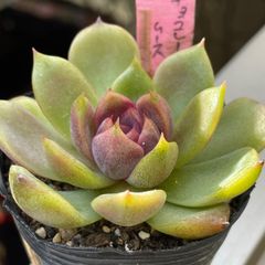 多肉植物♡白菊の舞❤︎抜き苗(根付き) - メルカリ