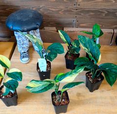 アガベブラックドラゴン【チタノタ】入手困難な品種！鉢ごと発送