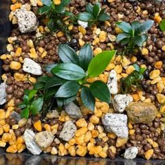 2026年最新】本ナロー ミクロソリウムの人気アイテム - メルカリ