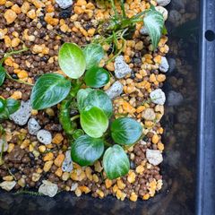 超希少】 ホシクサ・クチホワイト 水中葉1株 アクアリウム 水草 - メルカリ