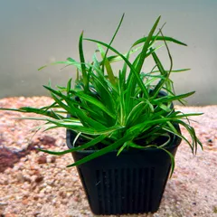 【メルカリ便】珍！ホシクサsp.キンバリーナロー　超大株　1株　直径12cm以上 メルカリ便】珍！ホシクサsp.キンバリーナロー 超大株 1株 直径12cm以上