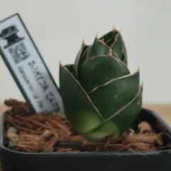 2025年最新】サンセ 希少の人気アイテム - メルカリ