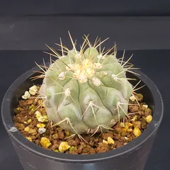 2025年最新】コピアポア 種の人気アイテム - メルカリ