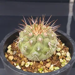 激レア コピアポア FN付き実生苗 8苗セット 激レア コピアポア FN付き