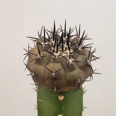 2025年最新】黒王丸 種の人気アイテム - メルカリ