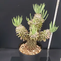 2025年最新】チレコドンの人気アイテム - メルカリ