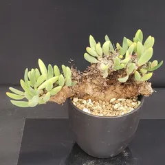 万物想 現地球 塊根植物:チレコドン・レティキュラーツス/万物想 (現地球、発根済み