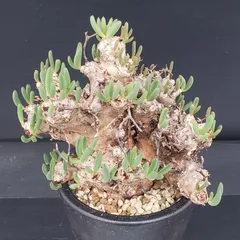 チレコドン　レティキュラータス　No.001　鉢、送料込　メルカリ便 2025年最新】チレコドン 万物想の人気アイテム - メルカリ