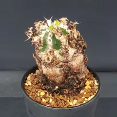 2025年最新】ユーフォルビア ムランジーナの人気アイテム - メルカリ