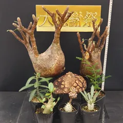 2025年最新】グラキリス ベアルートの人気アイテム - メルカリ