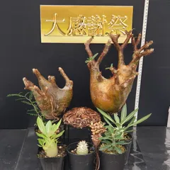 最終値下げ メキシコ亀甲竜　現地球　美株 メキシコ亀甲竜 現地球 美株 ユ*カ様 メキシコ亀甲竜（9Aラベル）