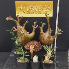 2025年最新】パキポディウム サキュレンタムの人気アイテム - メルカリ