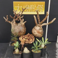 ピ*コ様 【発根チャレンジ成功】パキポディウム☆グラキリス　現地球　ベアルート株 パキポディウム グラキリス 2.5号 現地球 ベアルート 塊根植物