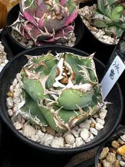 2025年最新】冰雹 アガベの人気アイテム - メルカリ