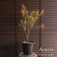 2026年最新】アカシアフェニックスゴールドの人気アイテム - メルカリ