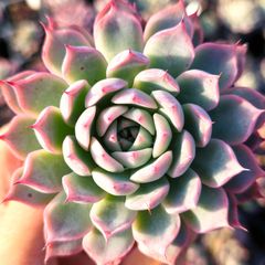 多肉植物 エケベリア 7種セット cv6 抜き苗 - メルカリ