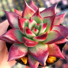 多肉植物 エケベリア 7種セット cz3 抜き苗 - メルカリ