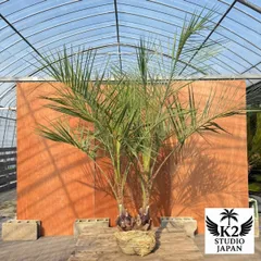 2025年最新】ココスヤシ 双子の人気アイテム - メルカリ