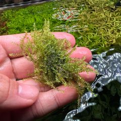 超希少】 ホシクサ・クチホワイト 水中葉1株 アクアリウム 水草 - メルカリ