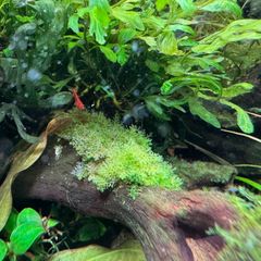 限定2株】 ホシクサ・クチホワイト 水中葉1株 アクアリウム 水草