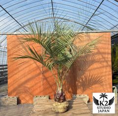 限定株】フェニックス・ロベレニー🌴 1本立ち 希少な極太幹✨ 葉先約