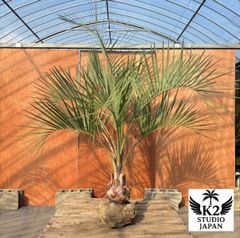 Ｓ*〜様 フェニックス・ロベレニー 1本立ち 葉先80cm 希少株 限定株】フェニックス・ロベレニー🌴 1本立ち 希少な極太幹✨ 葉先約