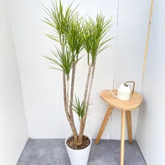 2025年最新】ドラセナ コンシンネの人気アイテム - メルカリ