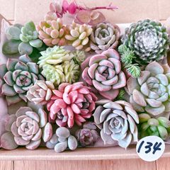 144 多肉植物寄せ植えセット - メルカリ