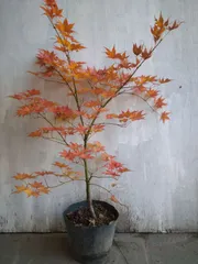 2025年最新】もみじの木の人気アイテム - メルカリ 