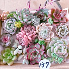 137 多肉植物寄せ植えセット