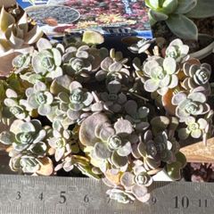 多肉植物 ペレスデラロサエ ピンクエッジ⑥❣️札付き❗️抜き苗