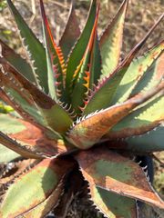 アガベ　パラサナ　マルガリータ④ アガベ パラサナ×マルガリータ - メルカリ