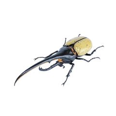 Item thumbnail for item c2b0e96f-646f-4eeb-a6ec-6c014e452157